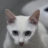 w4itameowment