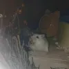 familyofpets
