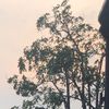 nirwananova
