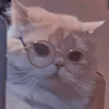 _chihauducati