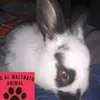 minicattbirizi