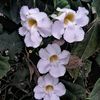 v.carmelia
