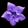 mansoorkhan4691