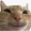 tejmvs
