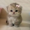 aigul_19795