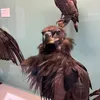 birdhandss