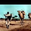 abdisallam6