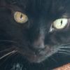 blackcats_5254