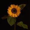 tuongotp_abc