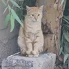 kurarash8