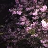 cherrie.sr