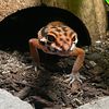 Kira | Reptilvokvjnrae Keeper