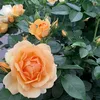 mrs_katharina_