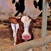 karl_the_cow_hunter