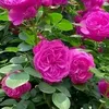 user41208ctpic