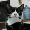 yossiworld