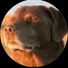 doghorlandes