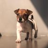 daisy.the.jack.russel