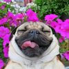 kato_florest
