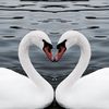 natureholland5