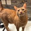 jennifercat73