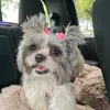 phoebe_the_shihtzu