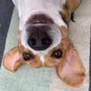 beaglesbr