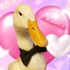 the.dapper.duck