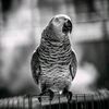atif_001tp