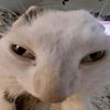cattigen
