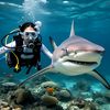 sharkbabe