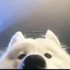 239dangtiendongg