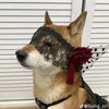 sinhtoluamack