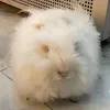 taptanhdodo1