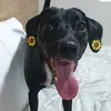 leiaviralatinha