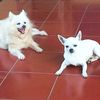 chiky_lison