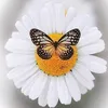lualua442