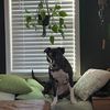 rollerskatingwithdogs
