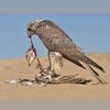 mohammed_vvbg