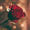 bahar86544