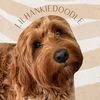 lilhankiedoodle