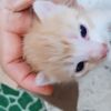 ai.aisyah85