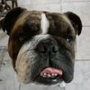tigertheenglishbulldog