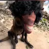 hai.bng15