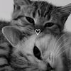 you_lysa