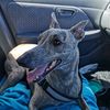 gypsygirlwhippet