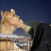 walaa_467