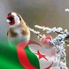 halimhalim179