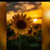 mariana_afg2994