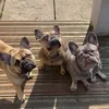 cheshire_elite_frenchies